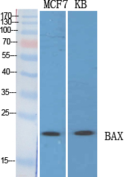 Bax Polyclonal Antibody