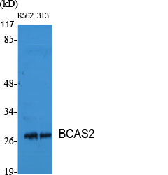 BCAS2 Polyclonal Antibody