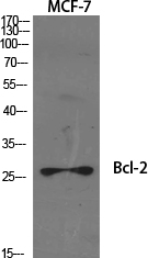 Bcl-2 Polyclonal Antibody