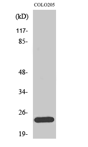 Bcl-w Polyclonal Antibody