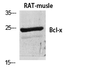 Bcl-x Polyclonal Antibody