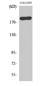 BCoR Polyclonal Antibody