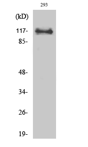 BM28 Polyclonal Antibody