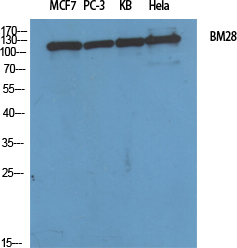 BM28 Polyclonal Antibody