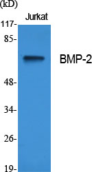 BMP-2 Polyclonal Antibody