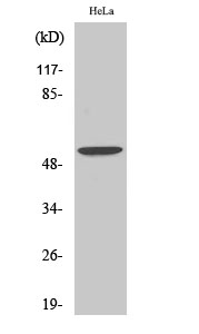 BMP-3 Polyclonal Antibody