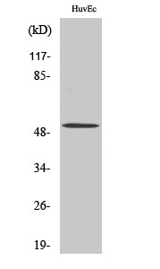 BMP-5 Polyclonal Antibody