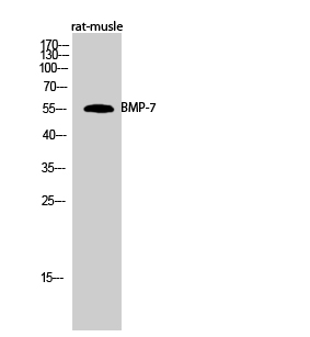 BMP-7 Polyclonal Antibody