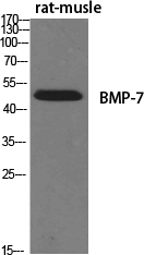 BMP-7 Polyclonal Antibody