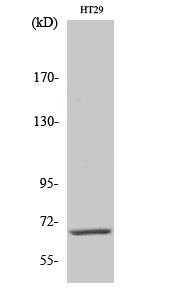 Cables1 Polyclonal Antibody