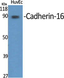 Cadherin-16 Polyclonal Antibody