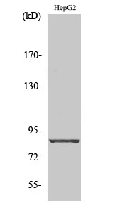 Cadherin-19 Polyclonal Antibody