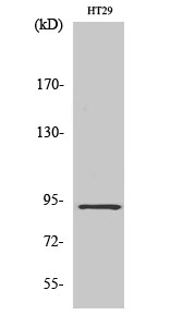 CAGE-1 Polyclonal Antibody