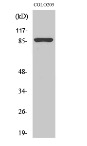 Calnexin Polyclonal Antibody