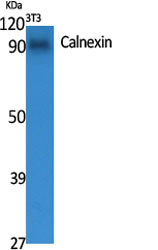 Calnexin Polyclonal Antibody