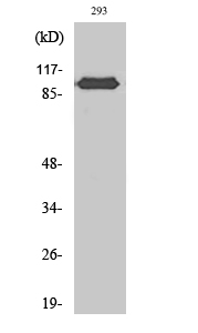 CAS Polyclonal Antibody