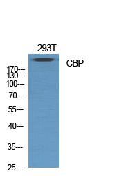 CBP Polyclonal Antibody