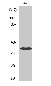 CCRL1 Polyclonal Antibody