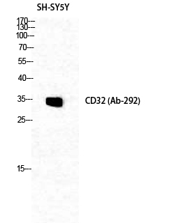 CD32 Polyclonal Antibody