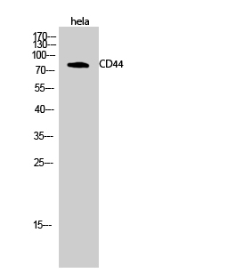 CD44 Polyclonal Antibody