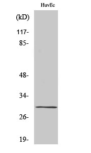 CD70 Polyclonal Antibody