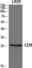 CD9 Polyclonal Antibody