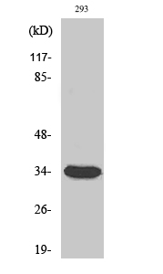 Cdc2 Polyclonal Antibody