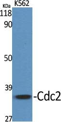 Cdc2 Polyclonal Antibody