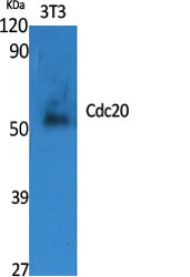 Cdc20 Polyclonal Antibody