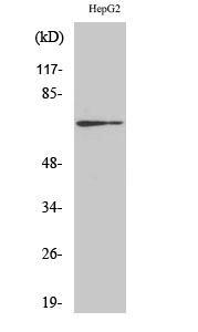 Cdc25A Polyclonal Antibody