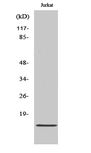 Cdc42EP5 Polyclonal Antibody