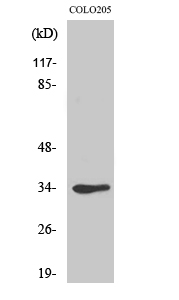 Cdk1/Cdc2 Polyclonal Antibody