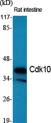 Cdk10 Polyclonal Antibody