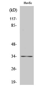 Cdk2 Polyclonal Antibody