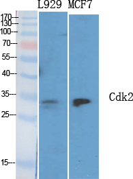 Cdk2 Polyclonal Antibody