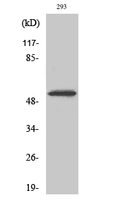 Cdk8 Polyclonal Antibody