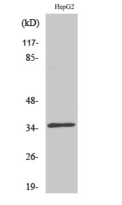 CdkL4 Polyclonal Antibody