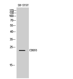 CDKN3 Polyclonal Antibody