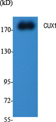 CUX1 Polyclonal Antibody