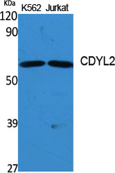 CDYL2 Polyclonal Antibody