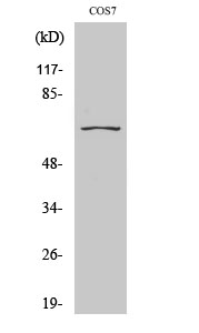 CEP70 Polyclonal Antibody