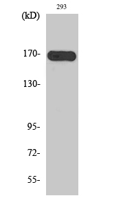 c-Fms Polyclonal Antibody