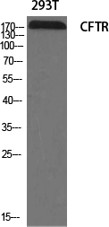 CFTR Polyclonal Antibody