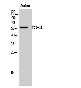 CGI-43 Polyclonal Antibody