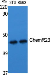 ChemR23 Polyclonal Antibody