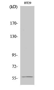 Chk1 Polyclonal Antibody