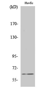 Chk2 Polyclonal Antibody