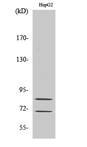 Choactase Polyclonal Antibody