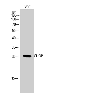 CHOP Polyclonal Antibody