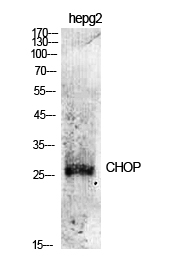 CHOP Polyclonal Antibody